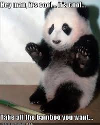 Funny Animals So Cute Panda Bear Funny Animal Quotes Funny Animal Pictures