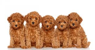 Today they all fit the bill. Best Poodle Mixes And Crossbreeds