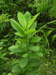 Image result for Crotalaria oocarpa
