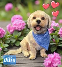 Recommendations for an fairly upscale salon for men?