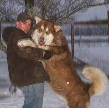 We did not find results for: Giant Malamutes Giant Alaskan Malamutes For Sale Ervin S Malamutes Alaskan Malamute For Sale Giant Alaskan Malamute Giant Malamute