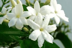 *bunga buket* toko bunga buket asry florist adalah situs online resmi yg hadir di internet sebagai jasa pemesanan dan pengiriman berbagai bentuk rangkaian karangan bunga untuk berbagai macam ucapan seperti: Macam Bunga Mawar Tulip Teratai Sepatu Kateliya Melati