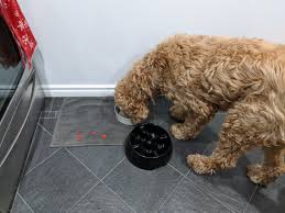 F1 goldendoodles in particular are hybrids between golden retrievers and poodles. Which Generation Of Goldendoodle Is Best Doodle Advisor