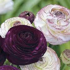 Farhad On Twitter Early Spring Flowers Bulb Flowers Beautiful Flowers
