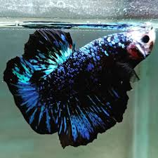 Giant Avatar Full Blink Plakat Betta Fish In 2020 Betta Fish Types Betta Fish Betta