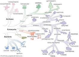 Euryarchaeota Mammals Biology Science Nature