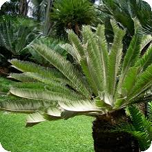 Image result for Encephalartos aplanatus
