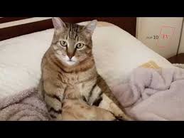 Tekir Kedi Benjaminin Hayat Hikayesi Benjamin S Life Story Dog Biting Cat Names Cat Owners