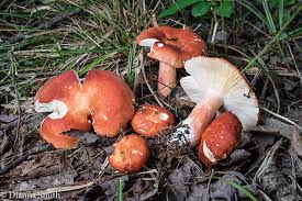Image result for Russula flavida