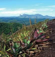 Image result for Zygophlebia villosissima