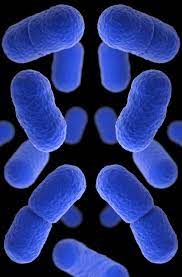 Intray Colorex Listeria Prepared Plated Culture Media For L Monocytogenes L Innocua Biomed