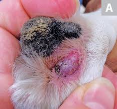 Mast cells are white blood cells found in body tissues. Mast Cell Tumors Clinician S Brief