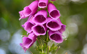 Maybe you would like to learn more about one of these? How To Grow Foxgloves The Telegraph