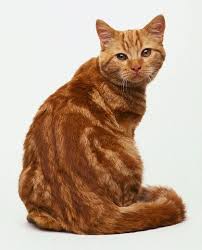 Still, all short haired breeds are thought to be descendants of the african cats that were domesticated by the ancient egyptians some 3500 years ago. British Shorthair Red Tabby Fluffy Cat Breeds Orange Tabby Cats Pretty Cats