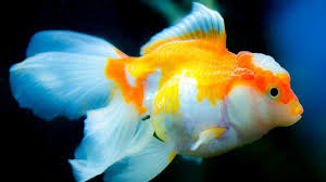 Semoga informasi ini bisa menjadi bekal kalian untuk mulai melakukan pemeliharaan ikan hias auratus. 8 Cara Merawat Ikan Mas Koki Si Bulat Yang Menggemaskan Lifestyle Liputan6 Com