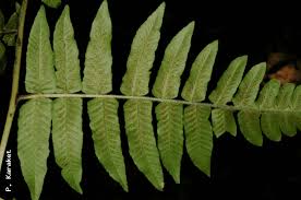 Image result for Diplazium nemorale