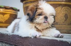 Check spelling or type a new query. Shih Tzu Breed Guide Top Facts Info Animal Corner