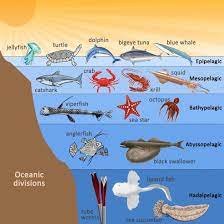 Ocean Zones And Animals Who Live There Ocean Zones Layers Of The Ocean Ocean Ecosystem