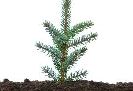 The smallest are siberian dwarf pine and potosi pinyon , and the tallest is an 81.79 m (268.35 ft) tall ponderosa pine located in southern oregon 's rogue river. Do Evergreens Change The Ph Balance Of Your Soil Trees Unlimited