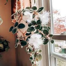 Image result for Episcia