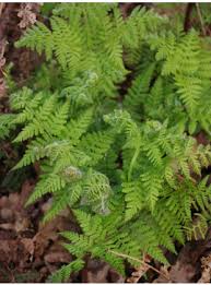 Image result for Hypolepis