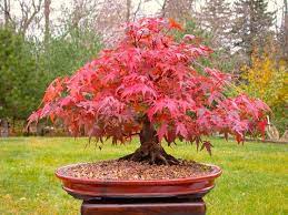 Precioso Arce Bonsai Red Maple Bonsai Bonsai Tree Care Japanese Bonsai Tree