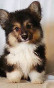 Fluffy Corgi Baby Cute Animals Puppies Fluffy Corgi