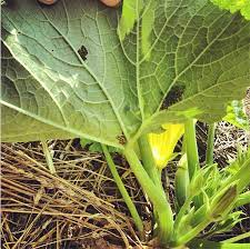 Flowers that keep squash bugs away. How To Get Rid Of Squash Bugs Squash Bug Eggs And Nymphs Reformation Acres