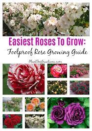 Easiest Roses To Grow Roses Flowers Rosegarden Rose Garden Design Growing Roses Simple Rose