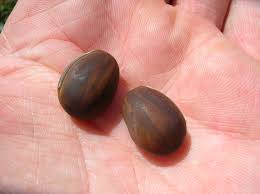 Image result for Canavalia cathartica