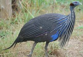 Daftar Harga Ayam Mutiara Hari Ini Januari 2021 Terbaru Farmbos Com