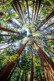 Amazing Trees At Muir Woods National Monument California Usa Nature Photography Muir Woods National Monument Tree Photography