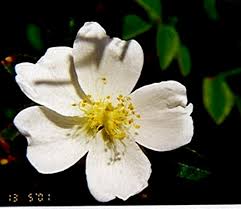 Image result for Endostemon villosus