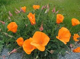 Image result for Eschscholzia