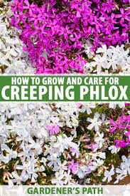 How To Grow And Care For Creeping Phlox | Gardener's Path