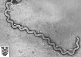 Introduction To The Spirochetes
