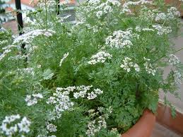 La sanguinella fiorisce da maggio a giugno; Coriandolo Coriandrum Coriandrum Aromatiche Coriandolo Coriandrum Aromatiche