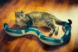 For When Kitty S Home Alone Toys Cats Play With By Themselves Cat Training Cat Training Tricks Cat Care
