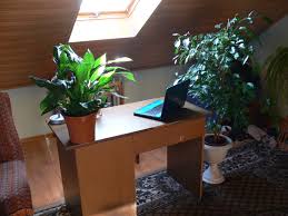 We did not find results for: Houseplant Care Wikipedia