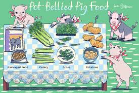 What Do Pot Bellied Pigs Eat