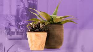 Best plant pots for indoor plants. The 16 Best Pots For Indoor Plants According To A Plant Stylist Glamour