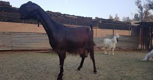 كتاب الماعز الشامي Animals Agriculture Horses