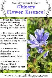 Chicory Essence Is Wonderful For Those Who Are Full Of Love And Overly Care For Their Family F Flower Essences Flower Essences Remedies Bach Flower Remedies