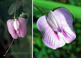 Image result for Clitoria