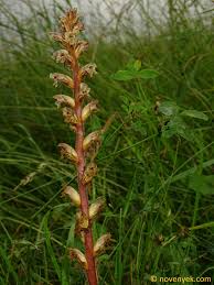 Image result for Orobanche minor