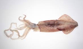 Image result for Cephalophis lukei