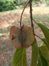 Image result for Combretum collinum