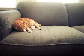 Uh, it's getting hot in here. Effective Tips For Removing Cat Dander Lovetoknow