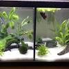 The tank is a 10 gallon tank. Https Encrypted Tbn0 Gstatic Com Images Q Tbn And9gcqmmztmj7eri3bvqh9oef6h4wmwliu5qrjkkglxvyqi1wqpmonm Usqp Cau