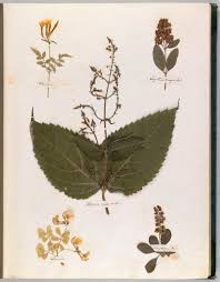 Emily Dickinson S Herbarium A Forgotten Treasure At The Intersection Of Science And Poetry Herbarium Emily Dickinson Dickinson